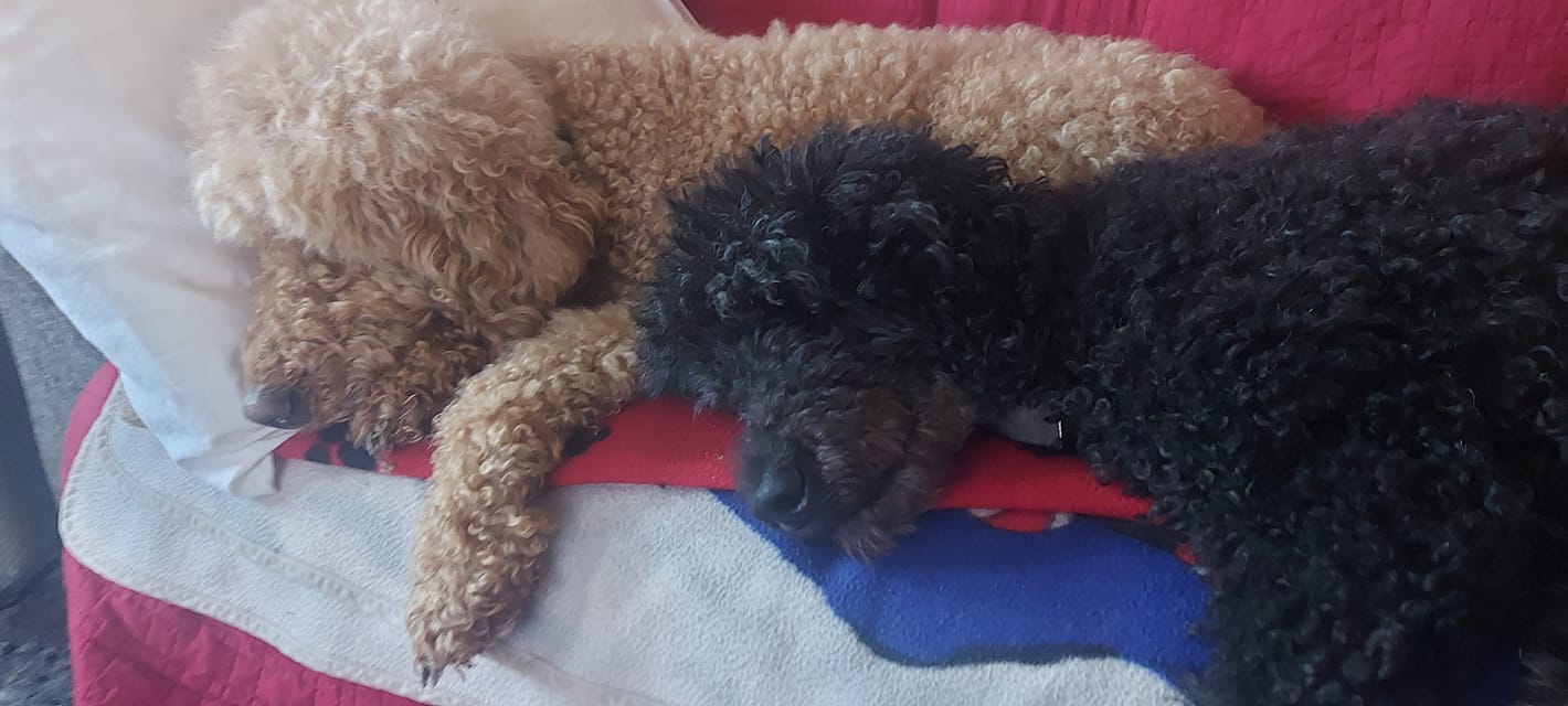 A golden labradoodle and black standard poodle sleep on a couch